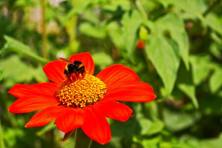 Nature summer blossom photo