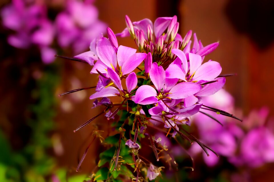 Flowers garden summer