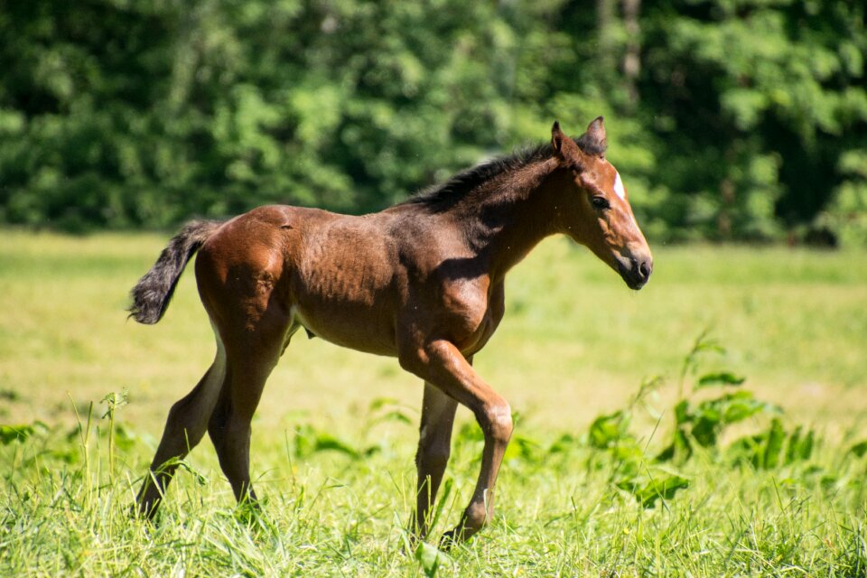 Mare stallion meadow