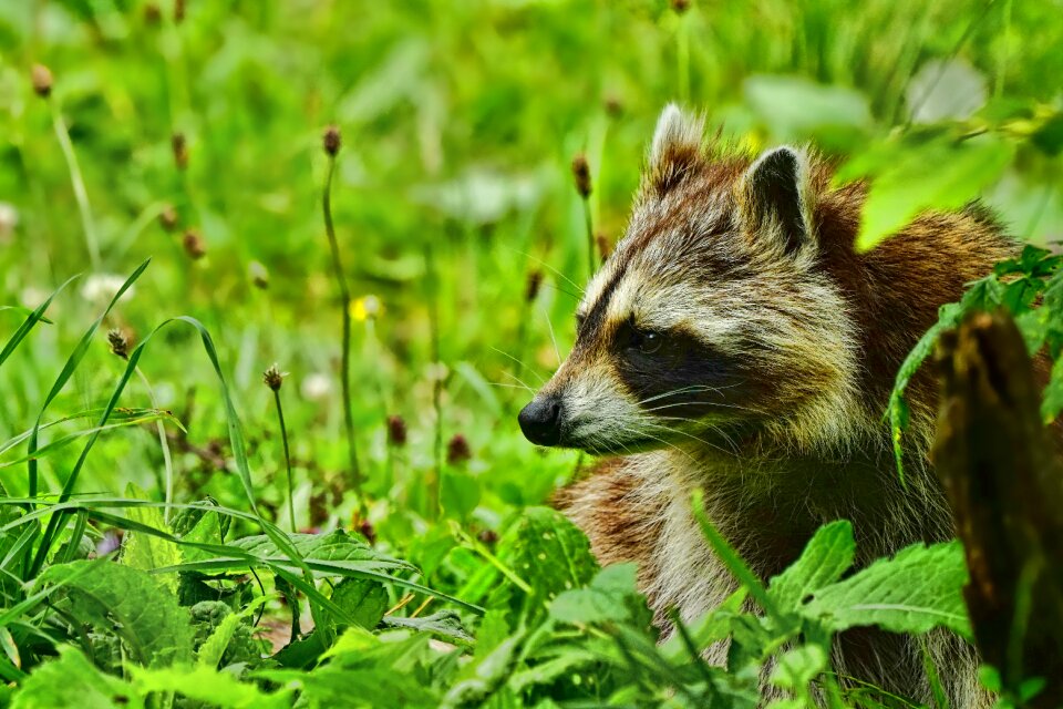 Raccoon wild animal world