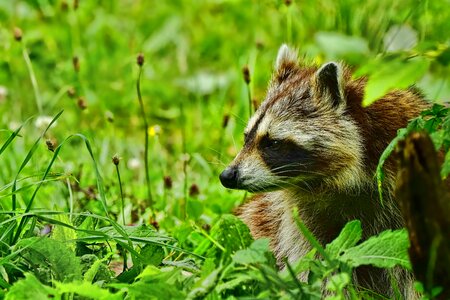 Raccoon wild animal world
