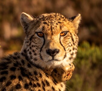 Portrait animal world wild photo