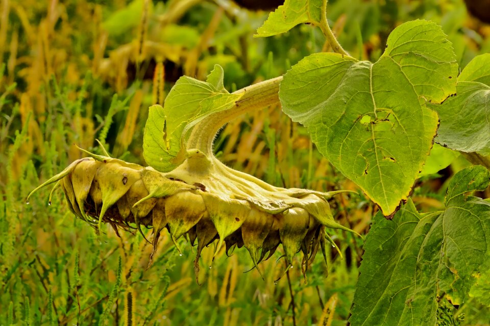 Sunflower field agriculture harvest