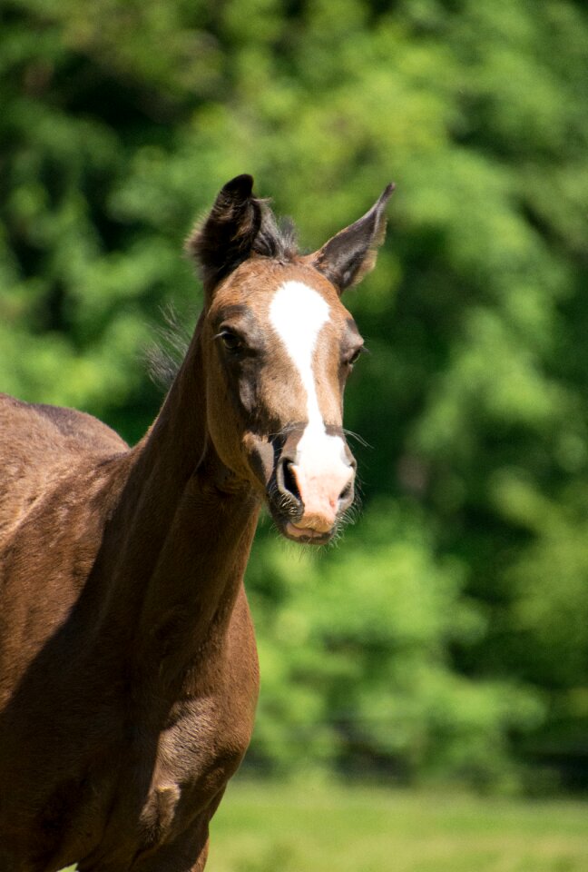 Pony animal portrait