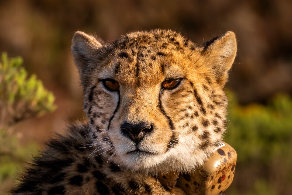Predator big cat wild