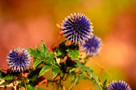 Sticky hairy herbaceous