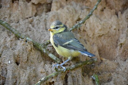 Bird nice feathers animal photo