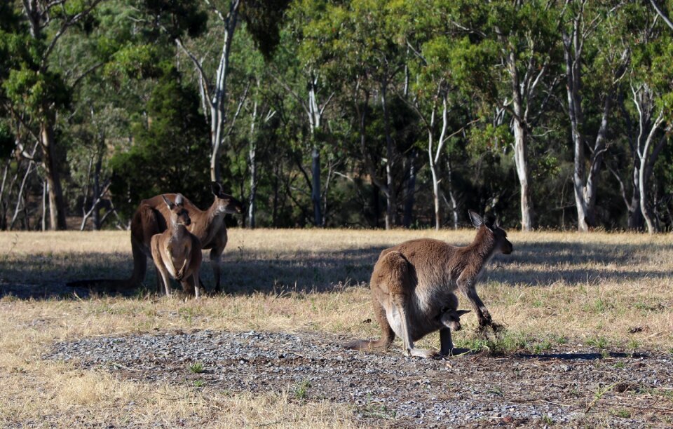 Pouch care of offspring conservation park