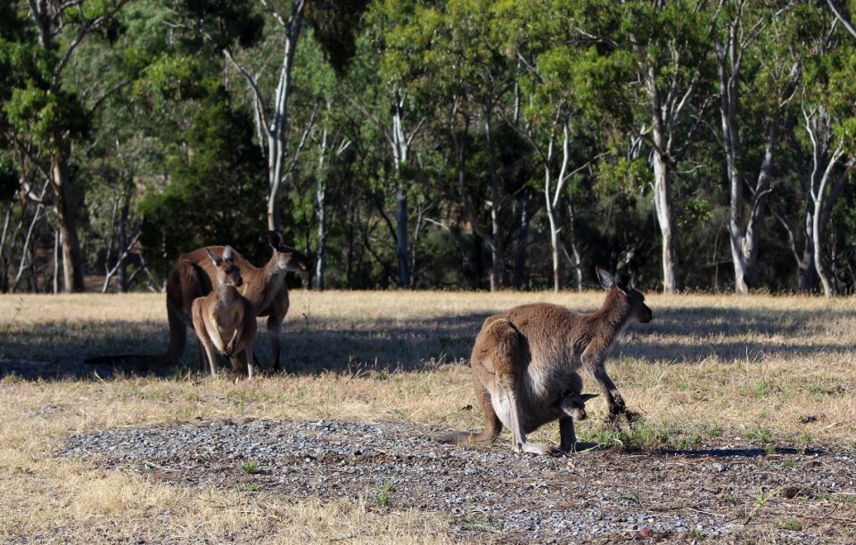 Pouch care of offspring conservation park photo