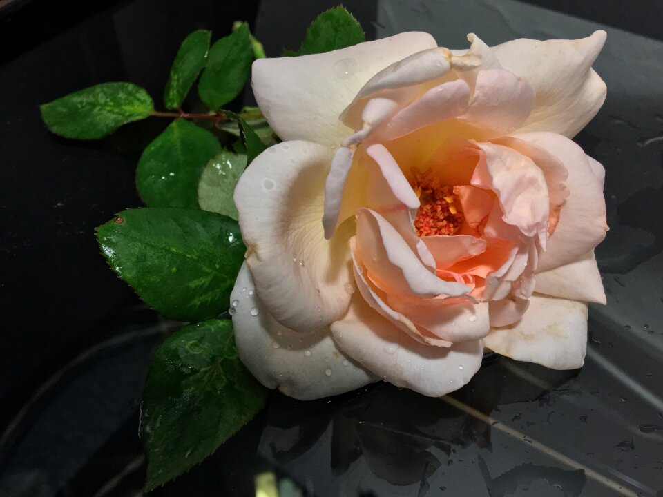 Flower pink rose petals photo