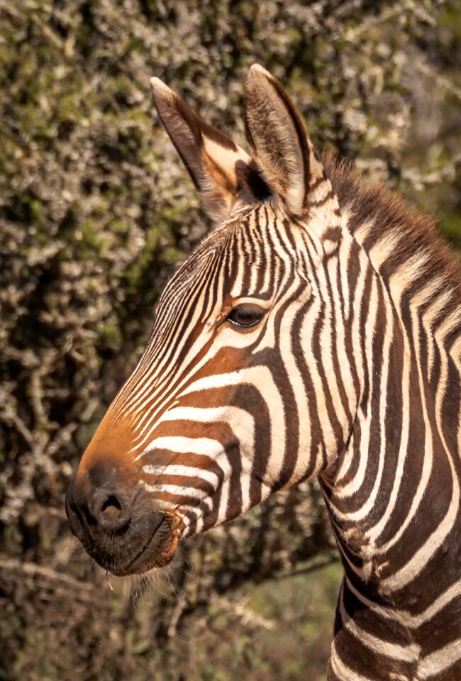 Striped close up face