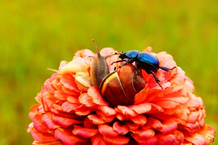 Molluscs flower animals