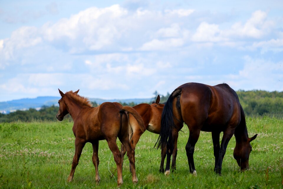 Pasture coupling animal