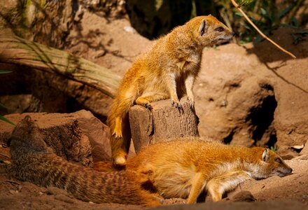 Guard males fur photo