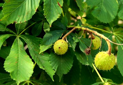 The fruits of horse chestnut barbed foliage