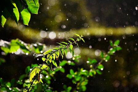 Leaves rain drops moisture