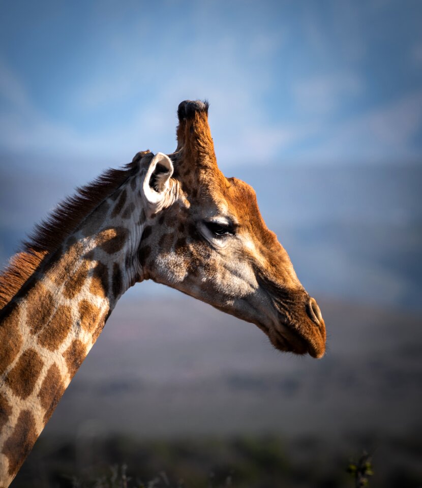 Animal world neck animal