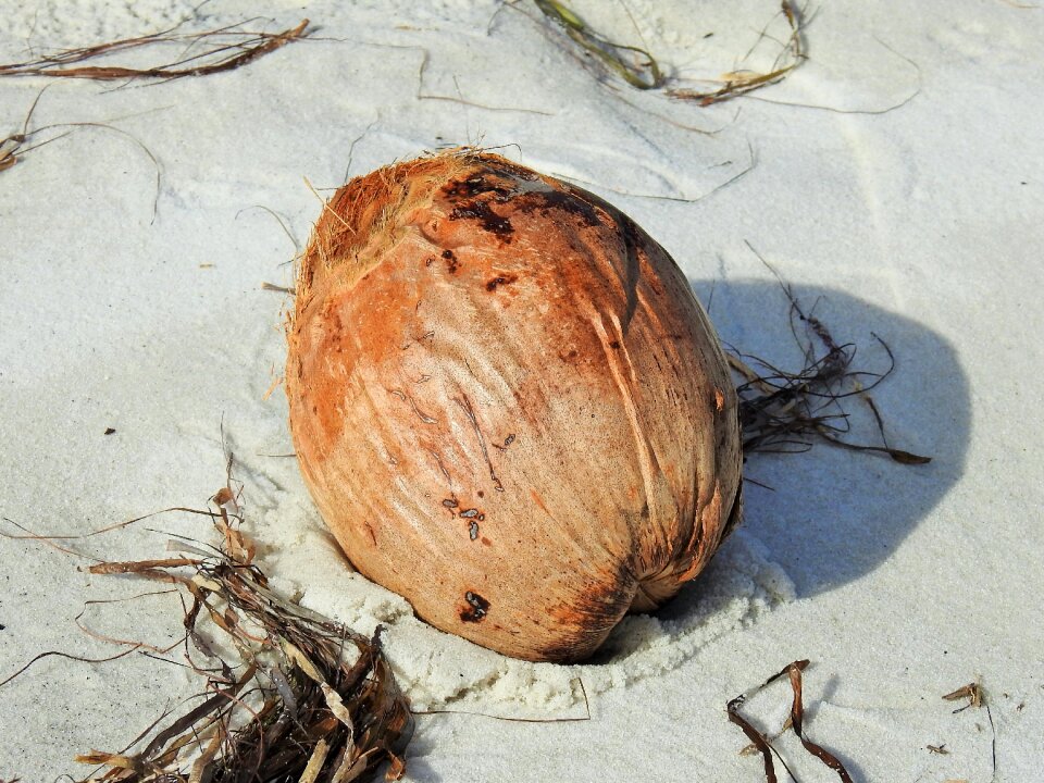 Sand food atlantic