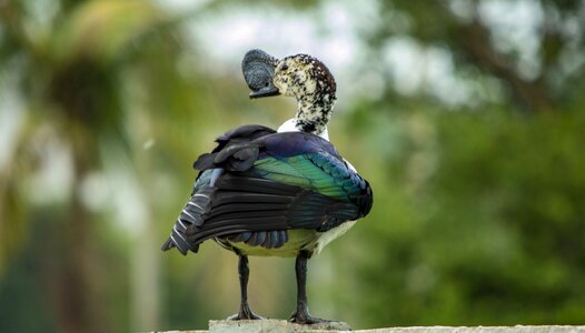 Knob-biiled duck nature bird