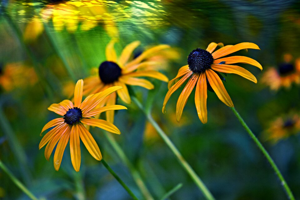 Cone flower yellow petals