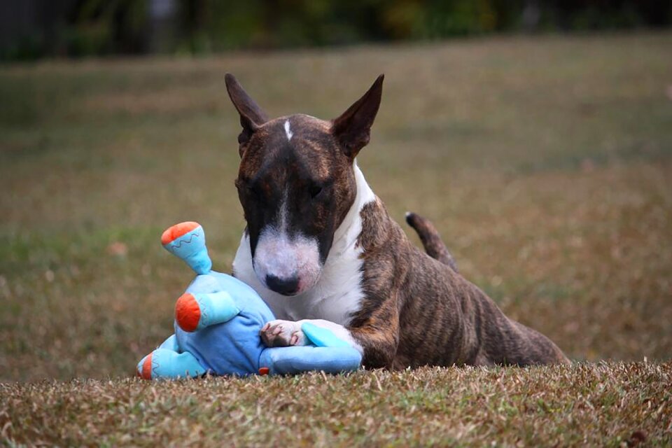 Canine puppy brown photo