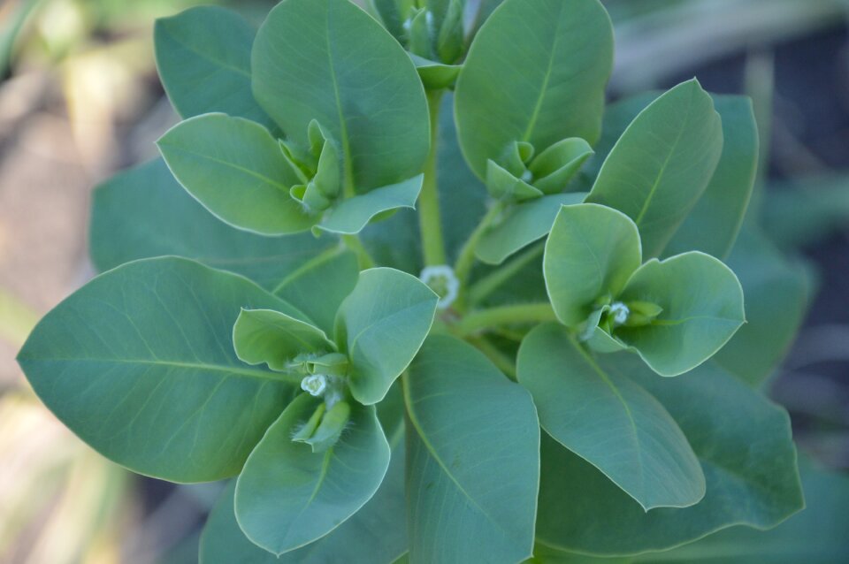 Greens spurge sheet