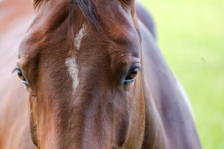 Eyes pasture coupling photo