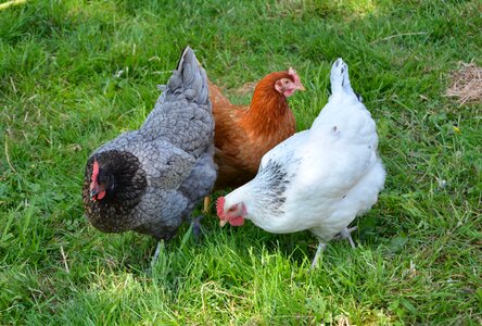 Laying hen white redhead ash domestic animal photo