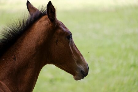 Coupling animal livestock