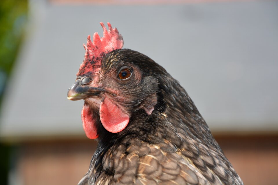 Domestic animal laying hens field