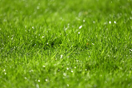 Water drops moisture lawn photo