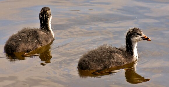 Nature waterfowl young photo