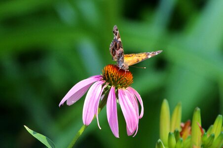 Coneflowers american painted lady butterfly photo