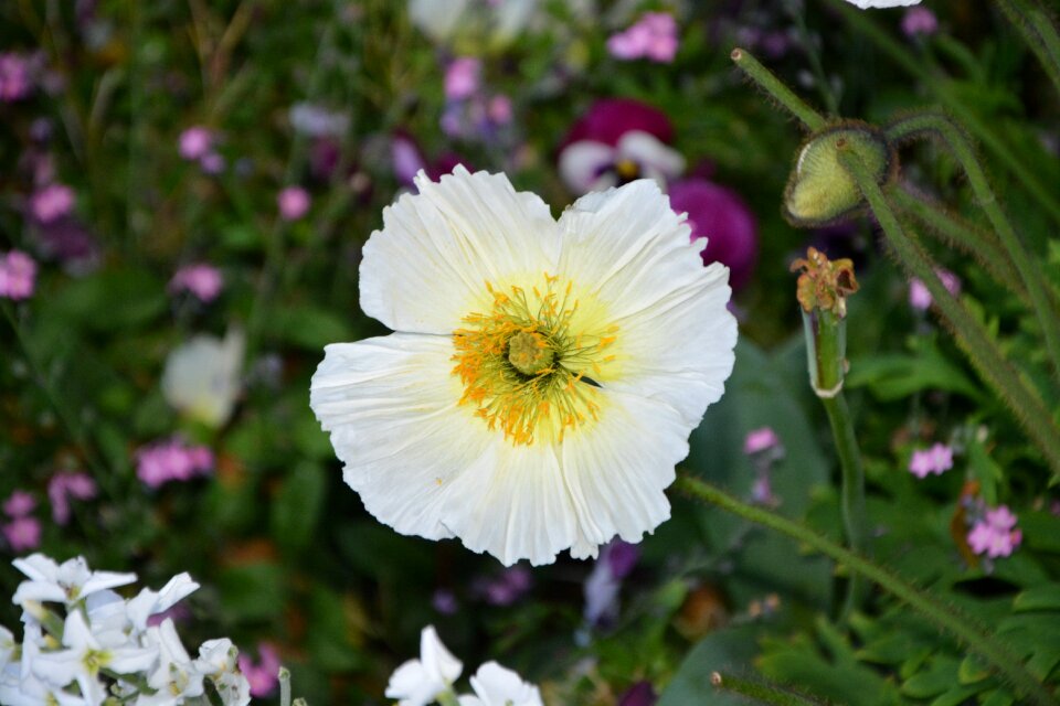 Nature bouquet offer