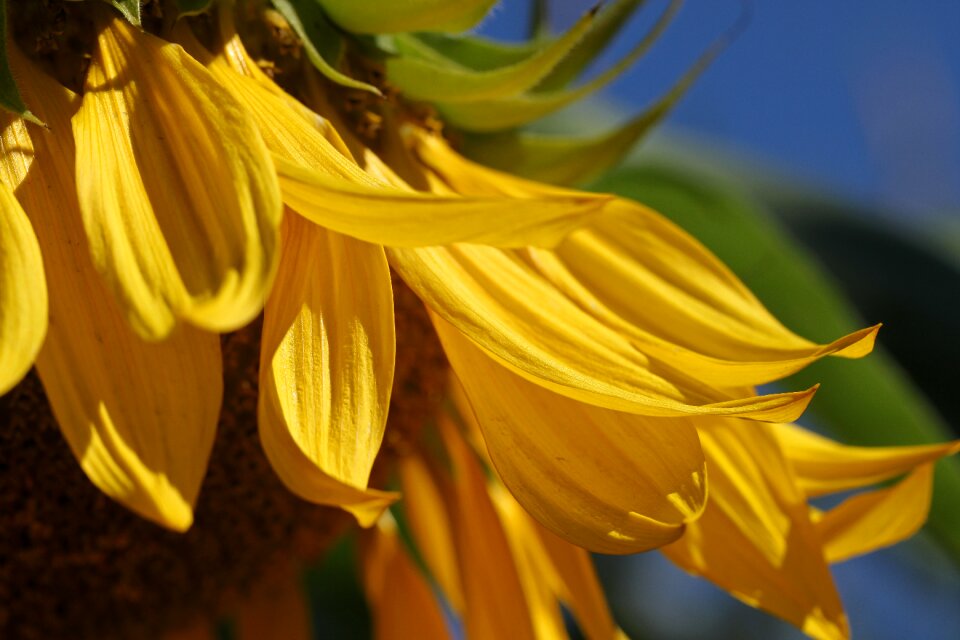 Nature flower blossom