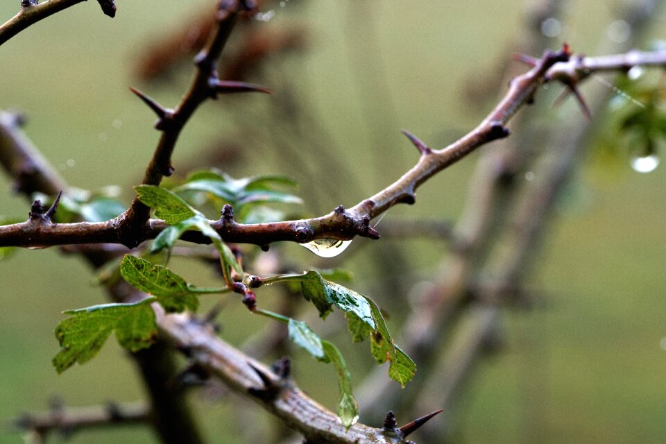 Close up nature green