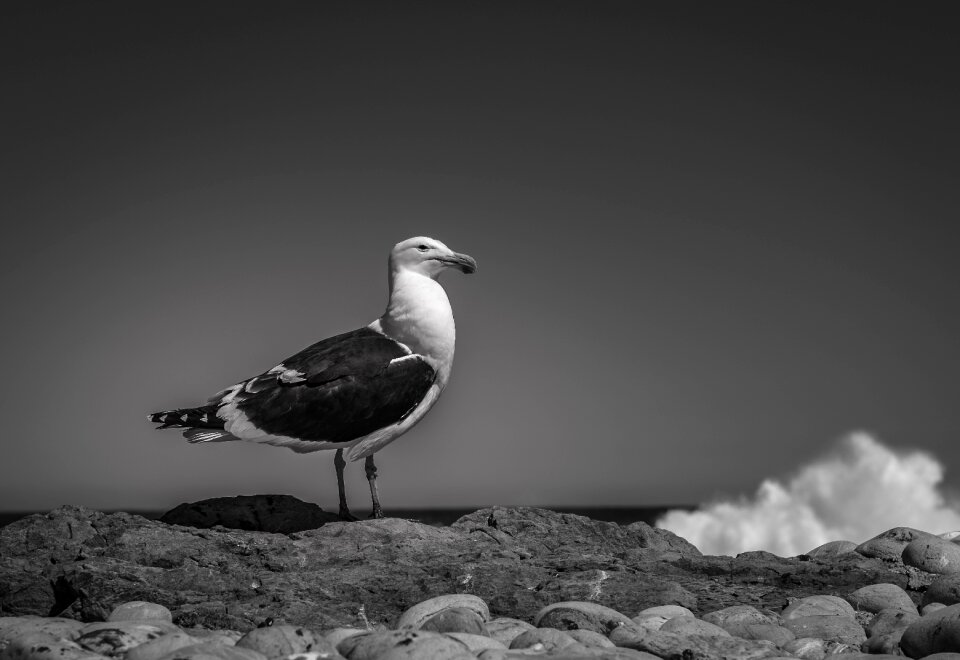 Black and white freedom animal world