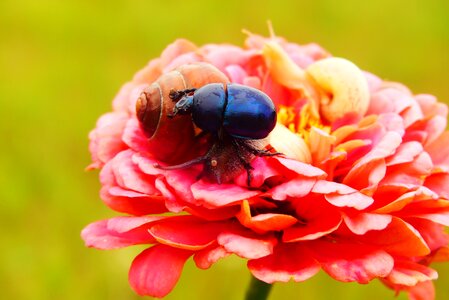 Molluscs flower snail
