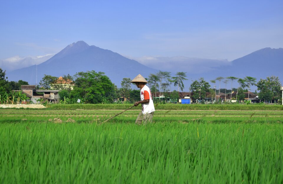 Agriculture asia mountain