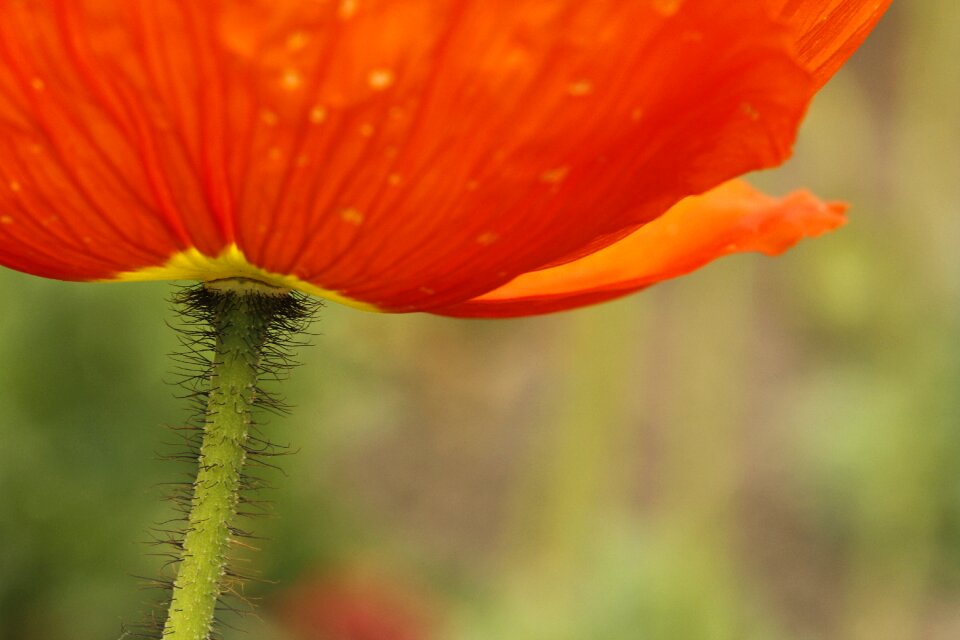 Whiskers flower spring