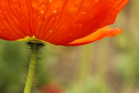Whiskers flower spring