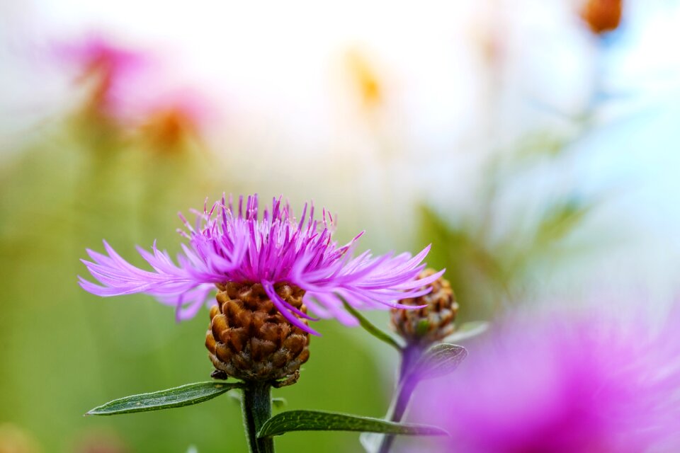 Centaurea cyanus zyane cyanus