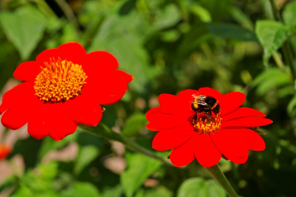 Nature summer blossom