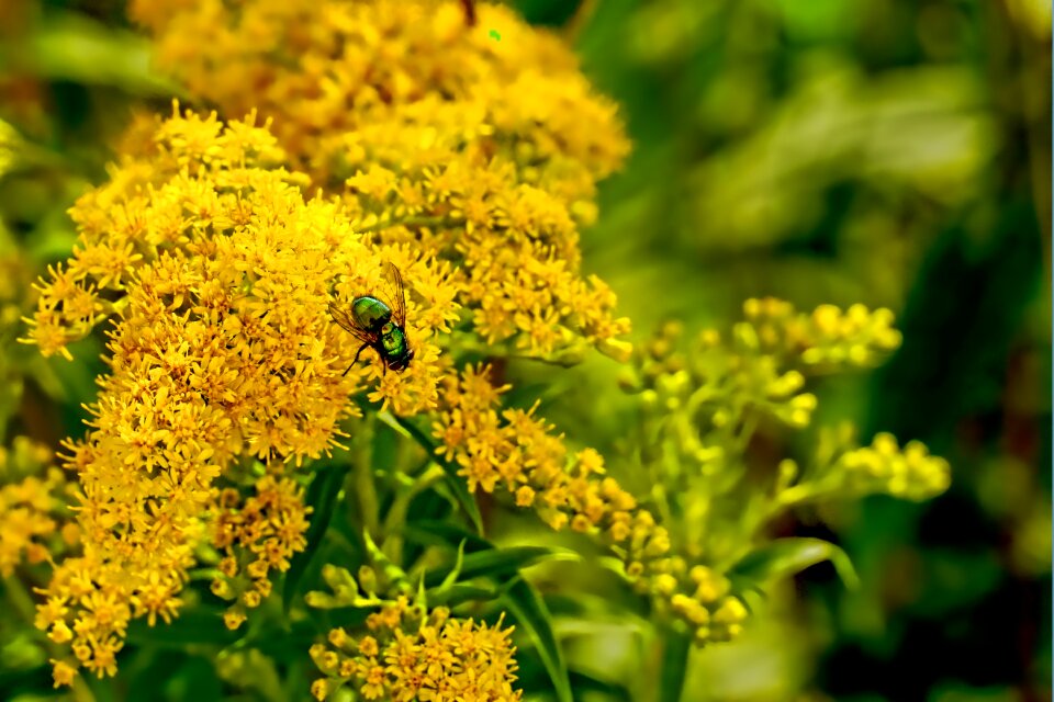 Canadian goldenrod summer blossom