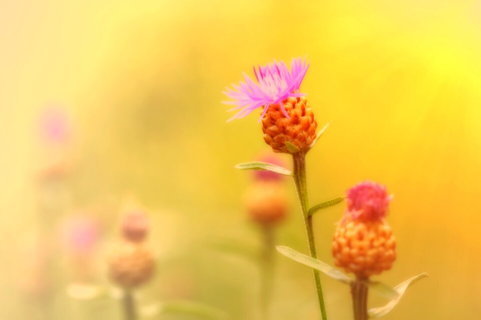 Centaurea cyanus zyane cyanus