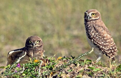 Birds beach casal photo