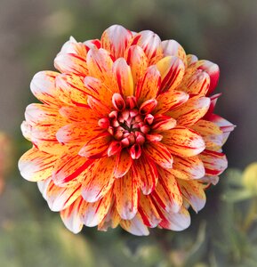Flower garden blossom bloom