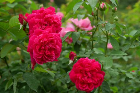 Bloom roses garden