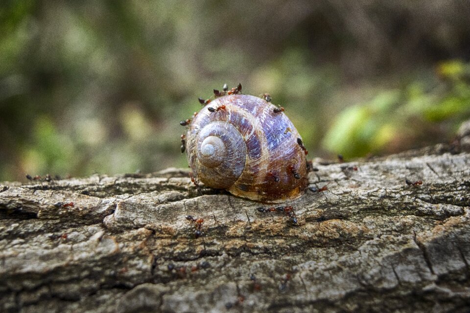 Wood forest molluscum