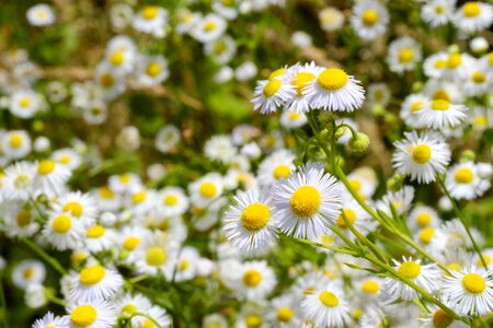 Genuine chamomile composites asteraceae photo